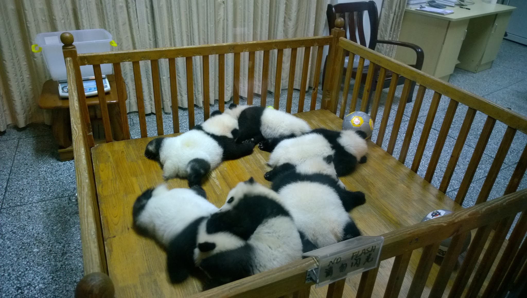 Panda babies!
