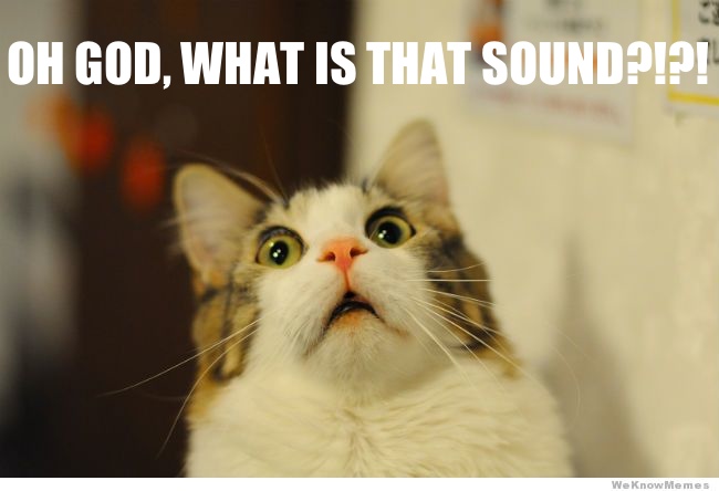 Freaked out cat